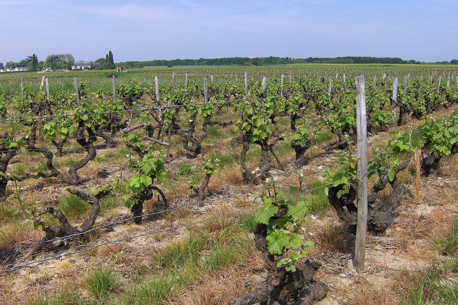 Loire wine region landscape. Photo: Peter Dutton (CC BY 2.0), via Wikimedia Commons
