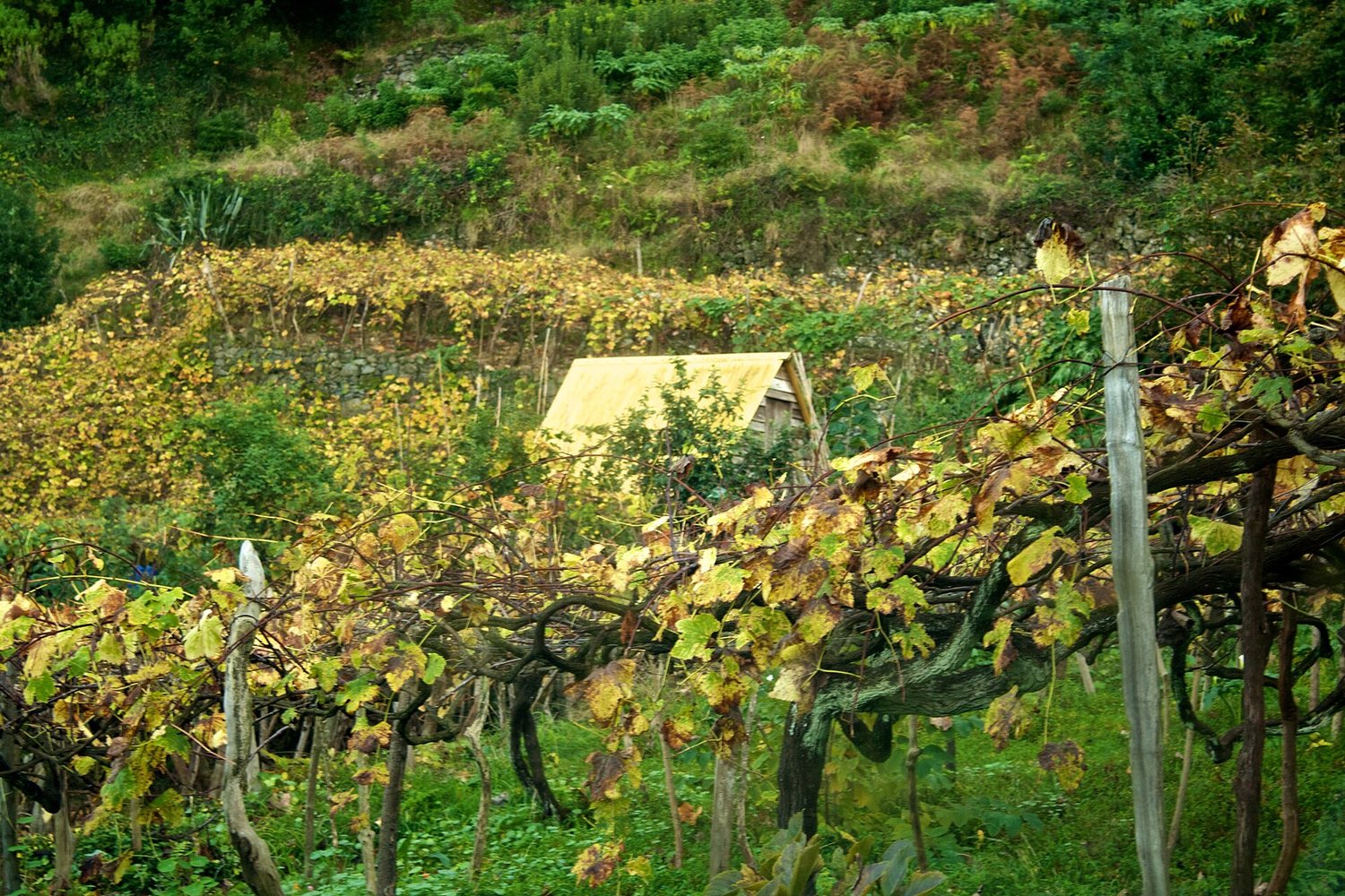Madeira wine region landscape. Photo: Alexander Baxevanis (CC BY 2.0), via Wikimedia Commons (cropped)