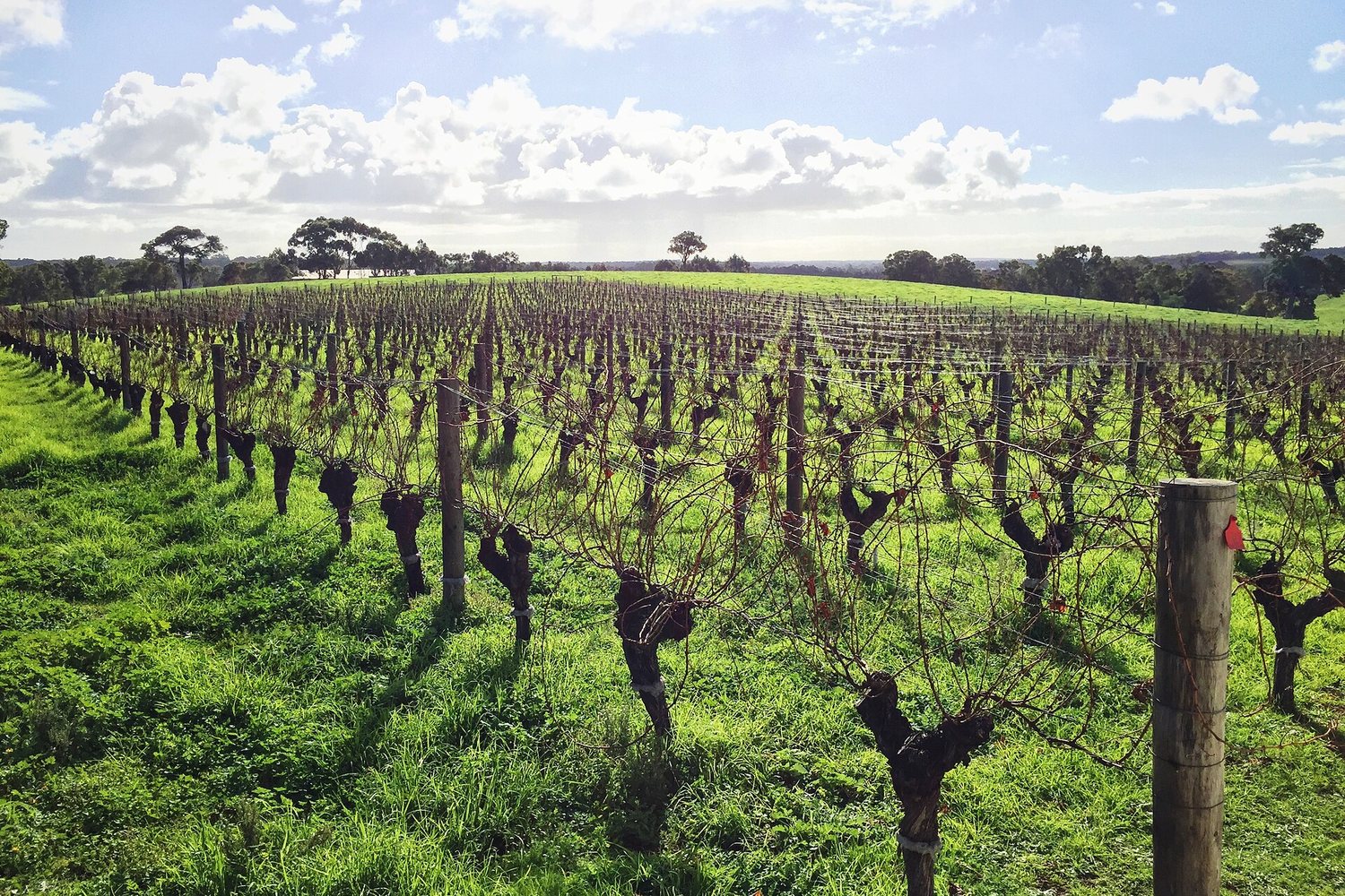 Margaret River wine region landscape. Photo: Mark Pegrum (CC BY 2.0), via Wikimedia Commons (cropped)