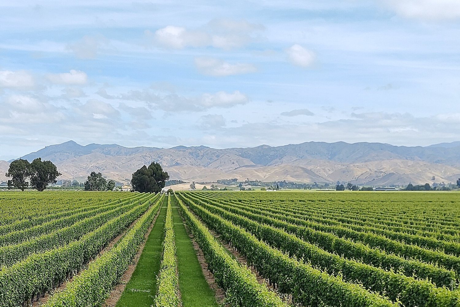 Marlborough wine region landscape. Photo: Jonathan Harker (CC BY 4.0), via Wikimedia Commons (cropped)