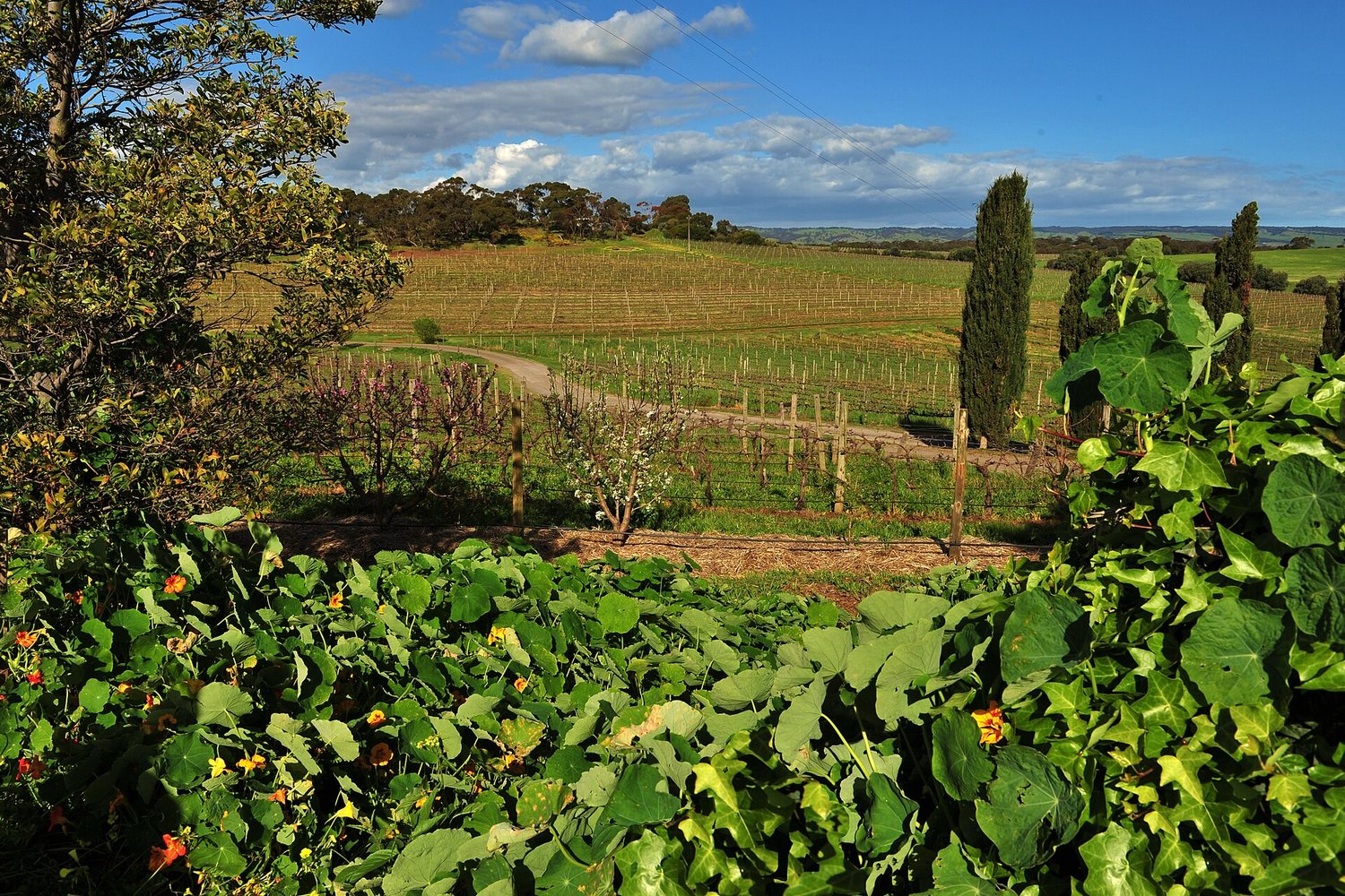McLaren Vale wine region landscape. Photo: thinboyfatter (CC BY 2.0), via Wikimedia Commons (cropped)