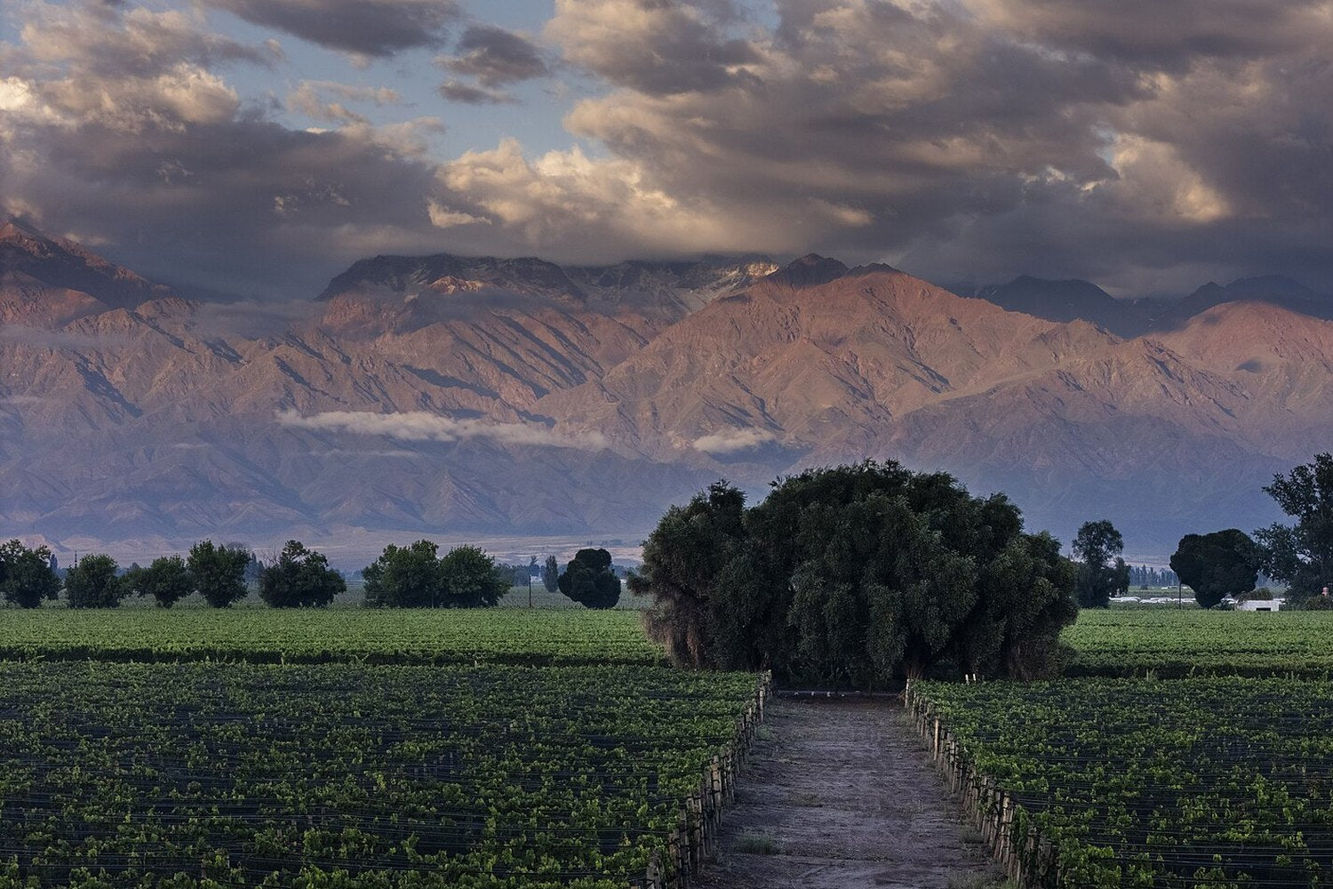Mendoza wine region landscape. Photo: PP2025 (CC0), via Wikimedia Commons (cropped)