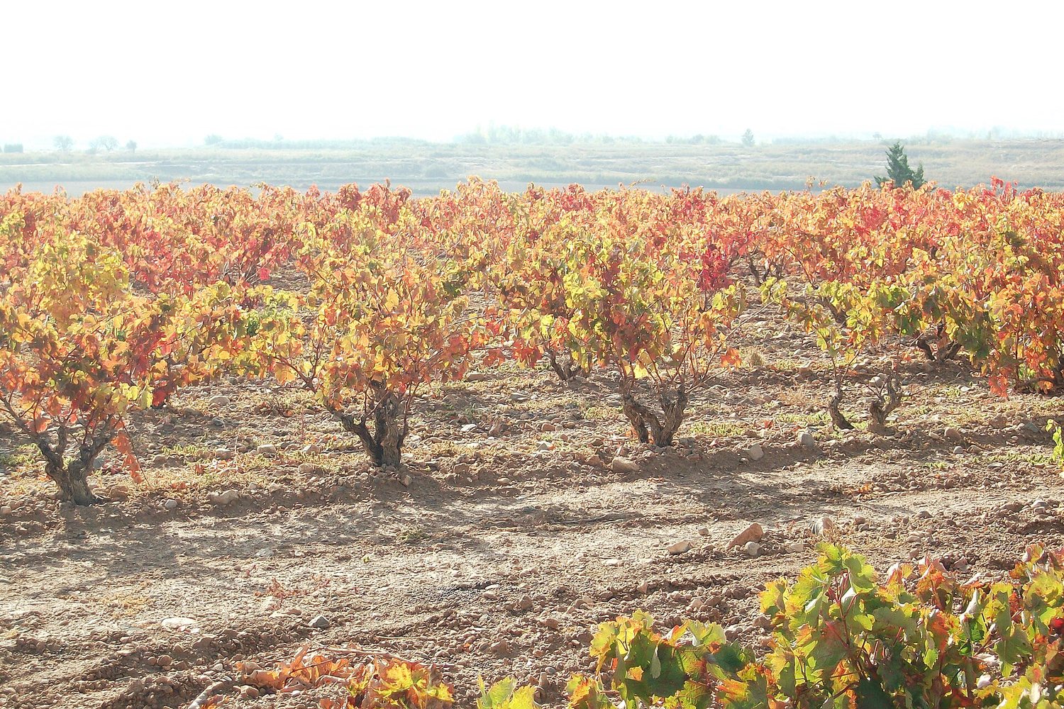 Navarra wine region landscape. Photo: Feranza (CC BY-SA 3.0), via Wikimedia Commons