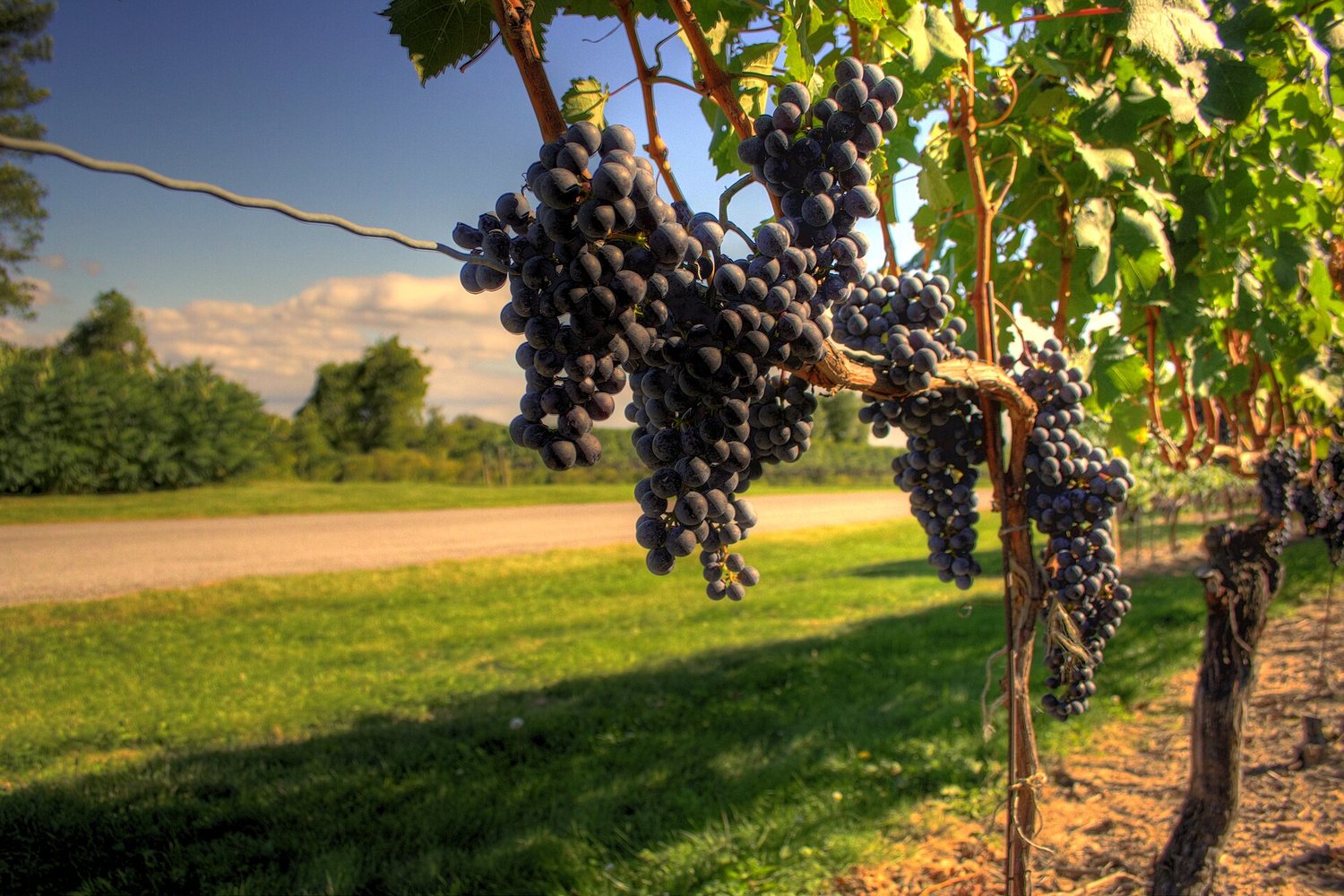 Niagara Peninsula wine region landscape. Photo: Graham (CC BY 2.0), via Wikimedia Commons