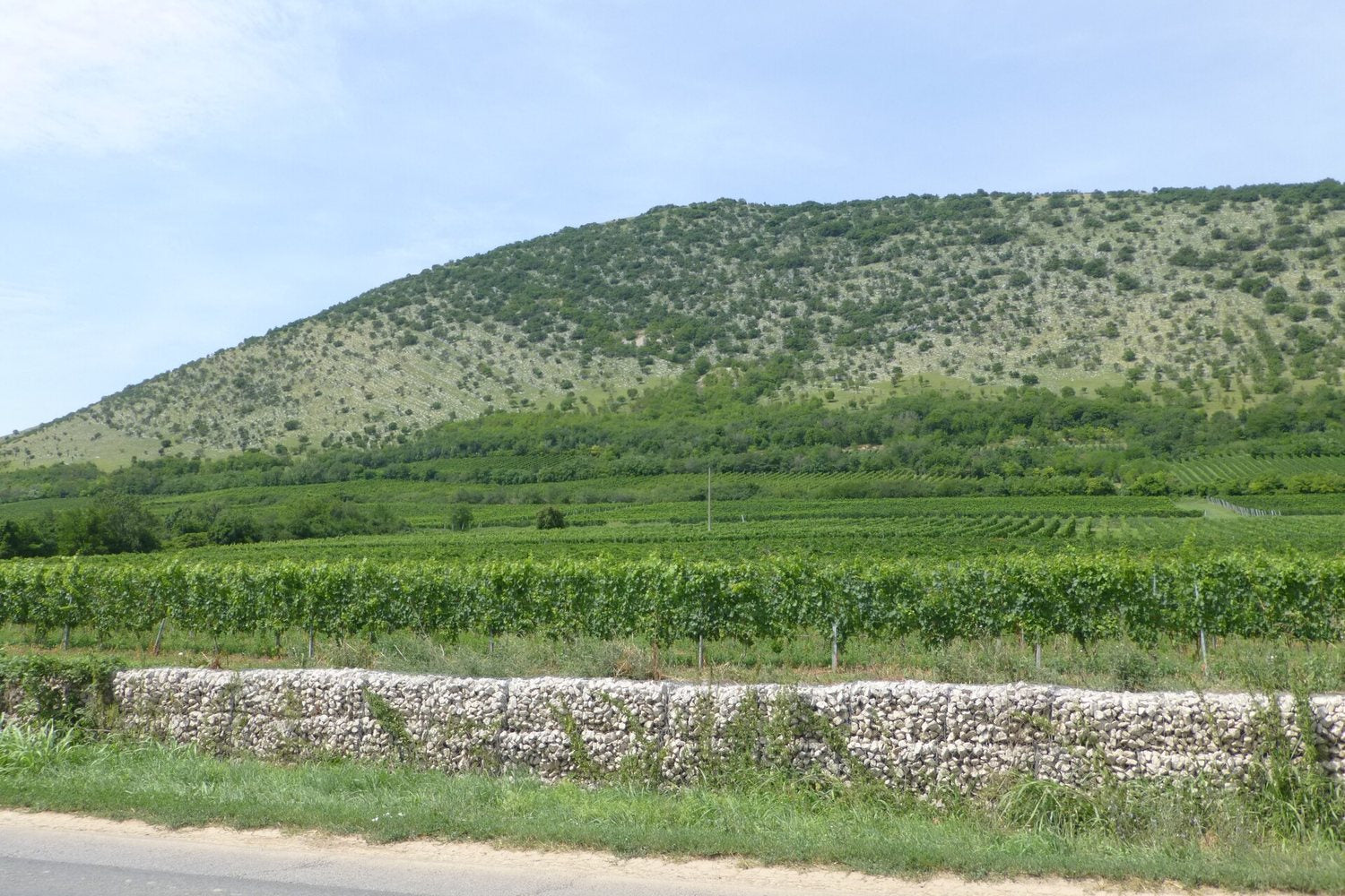 Pannon wine region landscape. Photo: Jacquesverlaeken (CC BY-SA 4.0), via Wikimedia Commons (cropped)