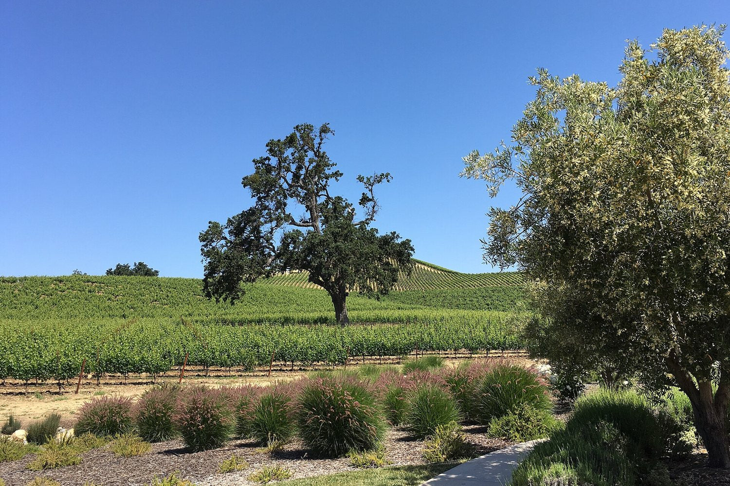 Paso Robles wine region landscape. Photo: a200/a77Wells (CC BY 2.0), via Wikimedia Commons