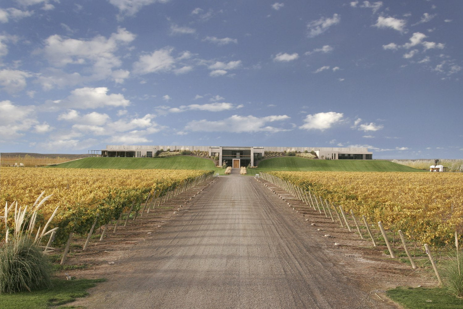 Patagonia wine region landscape, Neuquén winery and vineyards. Public domain, via Wikimedia Commons (cropped)