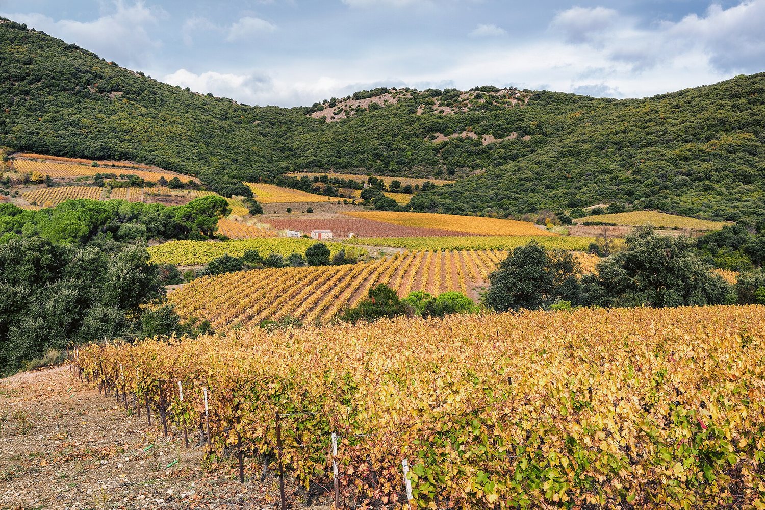 Pays d'Oc wine region landscape. Photo: Christian Ferrer (CC BY 4.0), via Wikimedia Commons