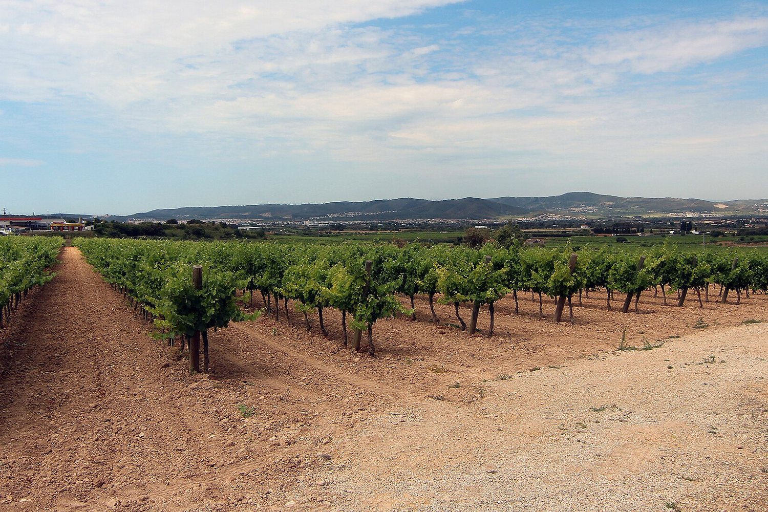 Penedès wine region landscape. Photo: Mika Auramo (CC BY 3.0), via Wikimedia Commons