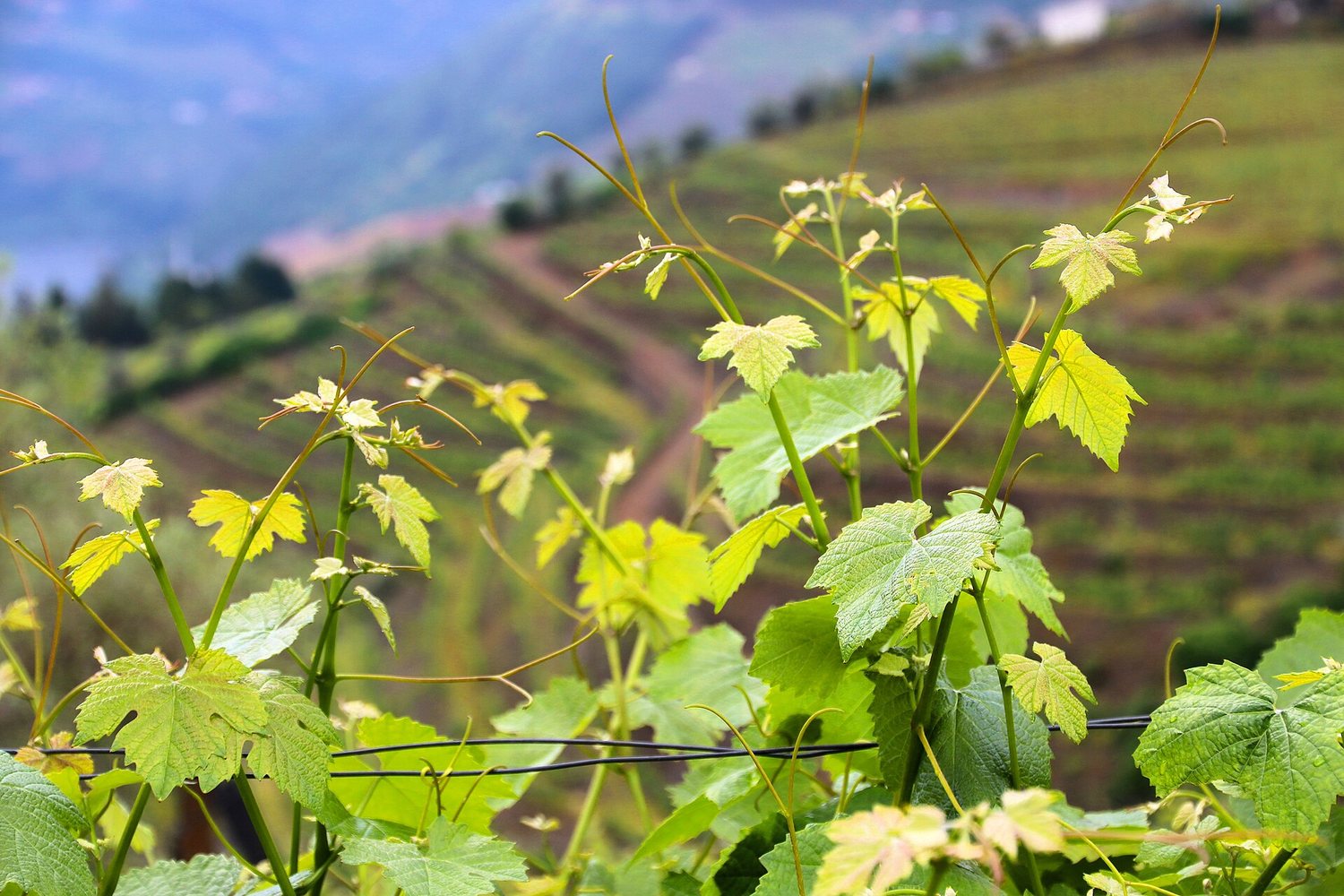 Portugal wine region landscape. Photo: Marek Ślusarczyk (Tupungato) Photo portfolio (CC BY 3.0), via Wikimedia Commons