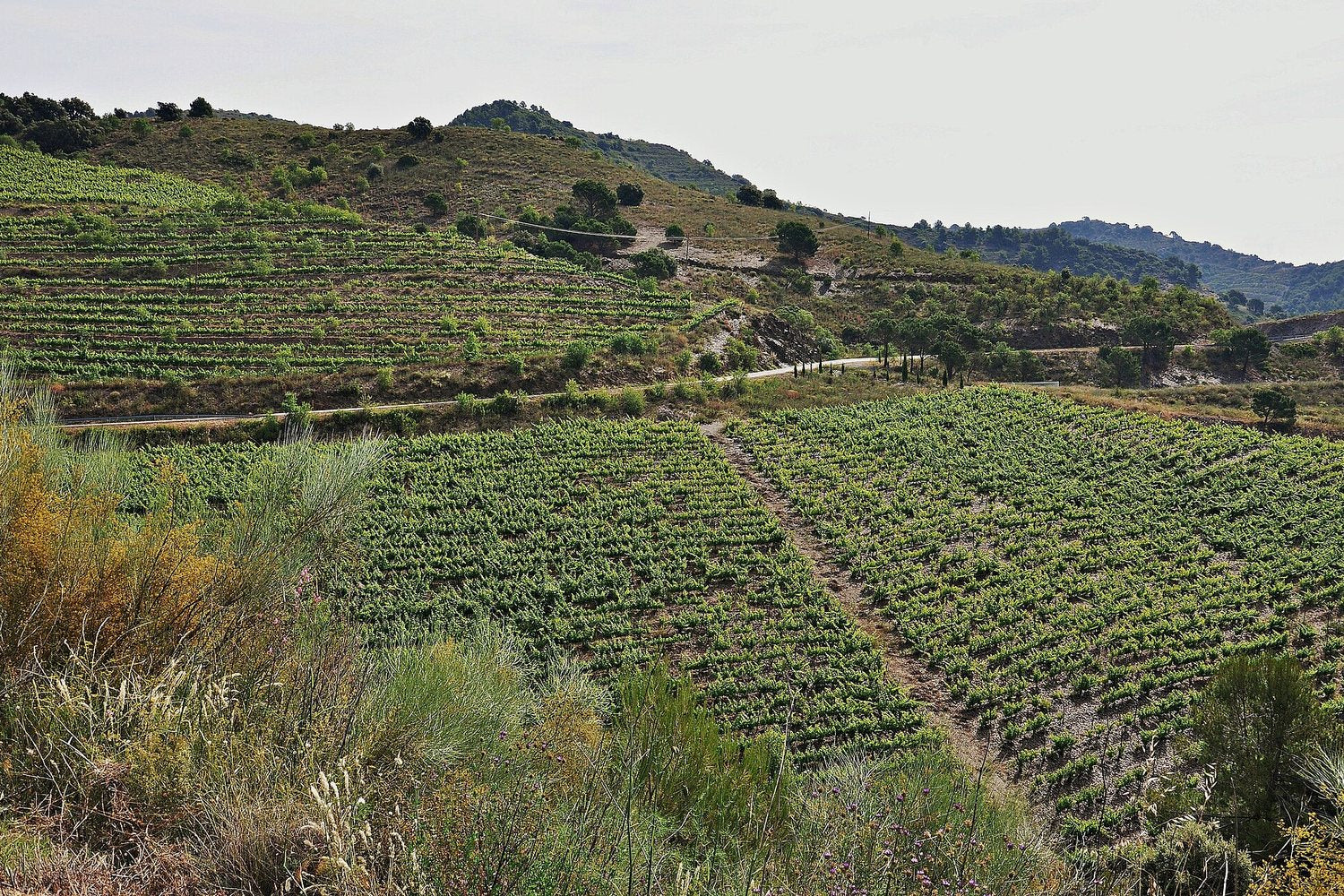 Priorat wine region landscape. Photo: Alberto-g-rovi (CC BY-SA 3.0), via Wikimedia Commons (cropped)