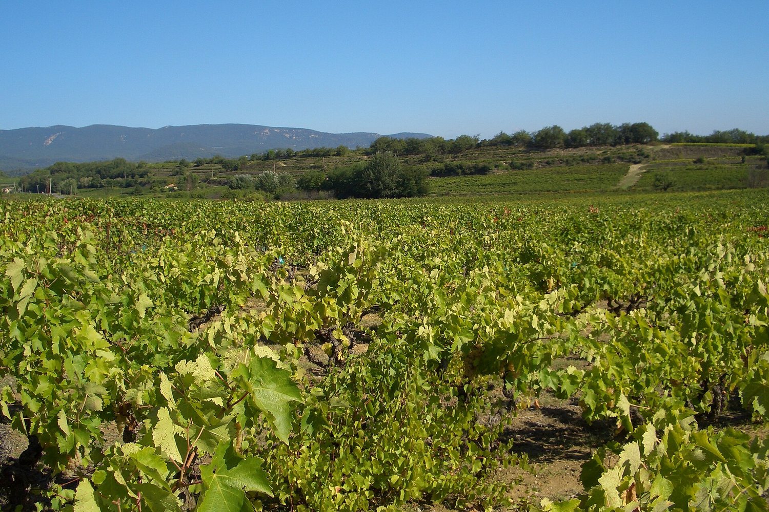 Provence wine region landscape. Photo: Allie_Caulfield (CC BY 2.0), via Wikimedia Commons