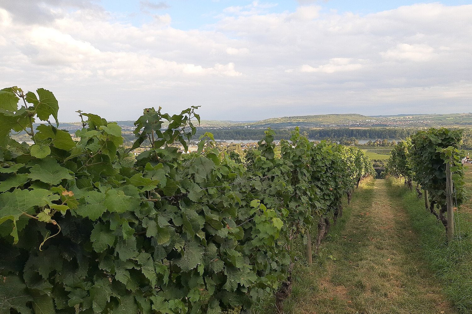 Rheingau wine region landscape. Photo: Gerda Arendt (CC0), via Wikimedia Commons