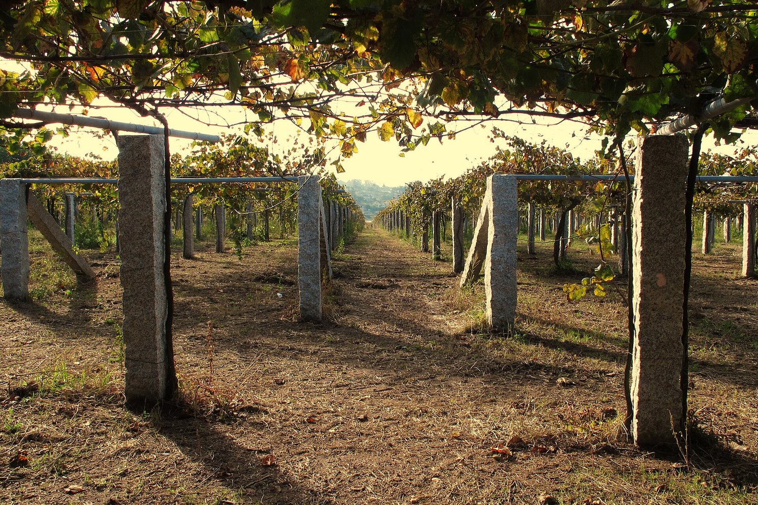 Rías Baixas wine region landscape. Photo: jacilluch (CC BY-SA 2.0), via Wikimedia Commons (cropped)