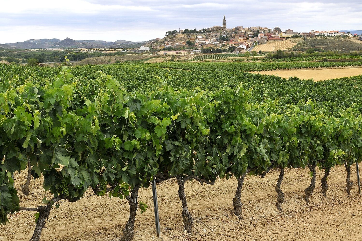 Rioja wine region landscape. Photo: LBM1948 (CC BY-SA 4.0), via Wikimedia Commons (cropped)