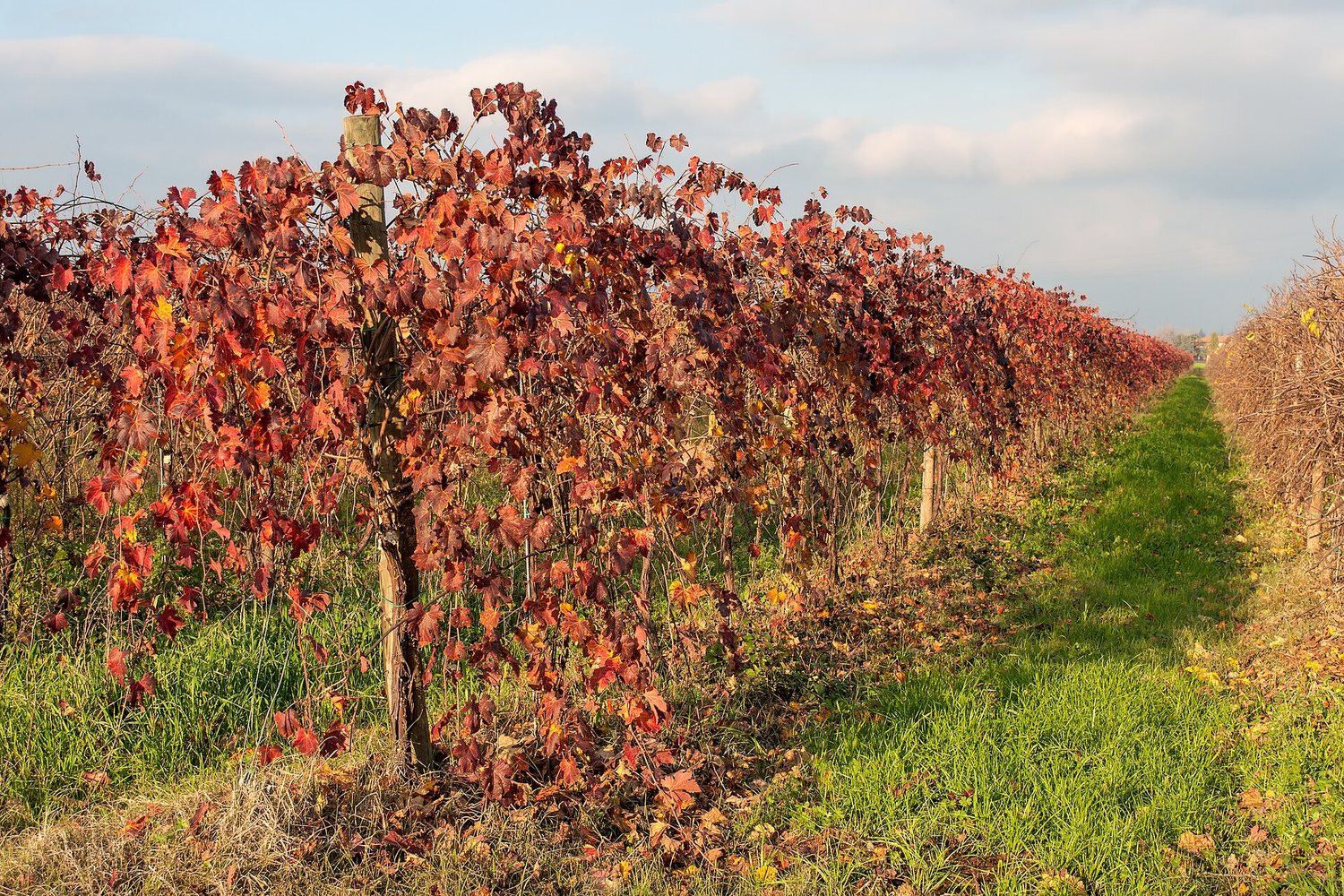 Rubicone wine region landscape. Photo: Giorgio Galeotti (CC BY 3.0), via Wikimedia Commons