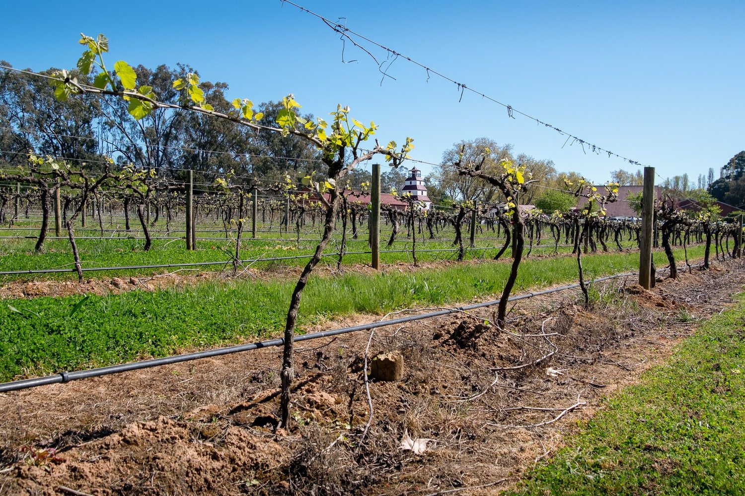 Rutherglen wine region landscape. Photo: Peterdownunder (CC BY 4.0), via Wikimedia Commons (cropped)