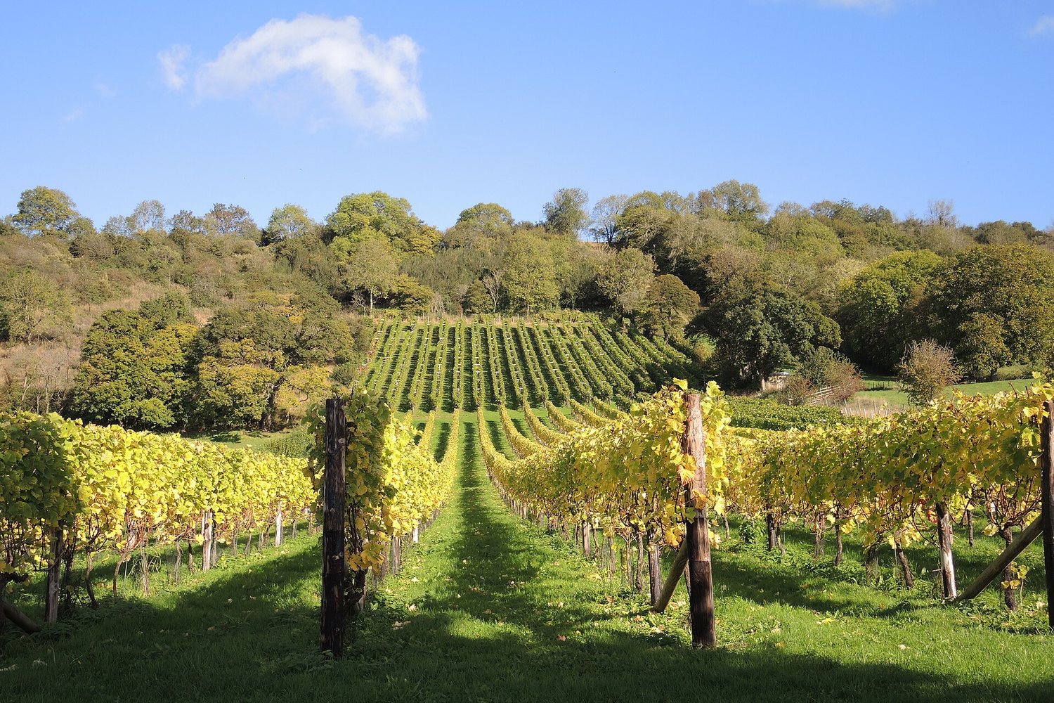 Somerset wine region landscape. Photo: Neil Owen (CC BY-SA 2.0), via Wikimedia Commons