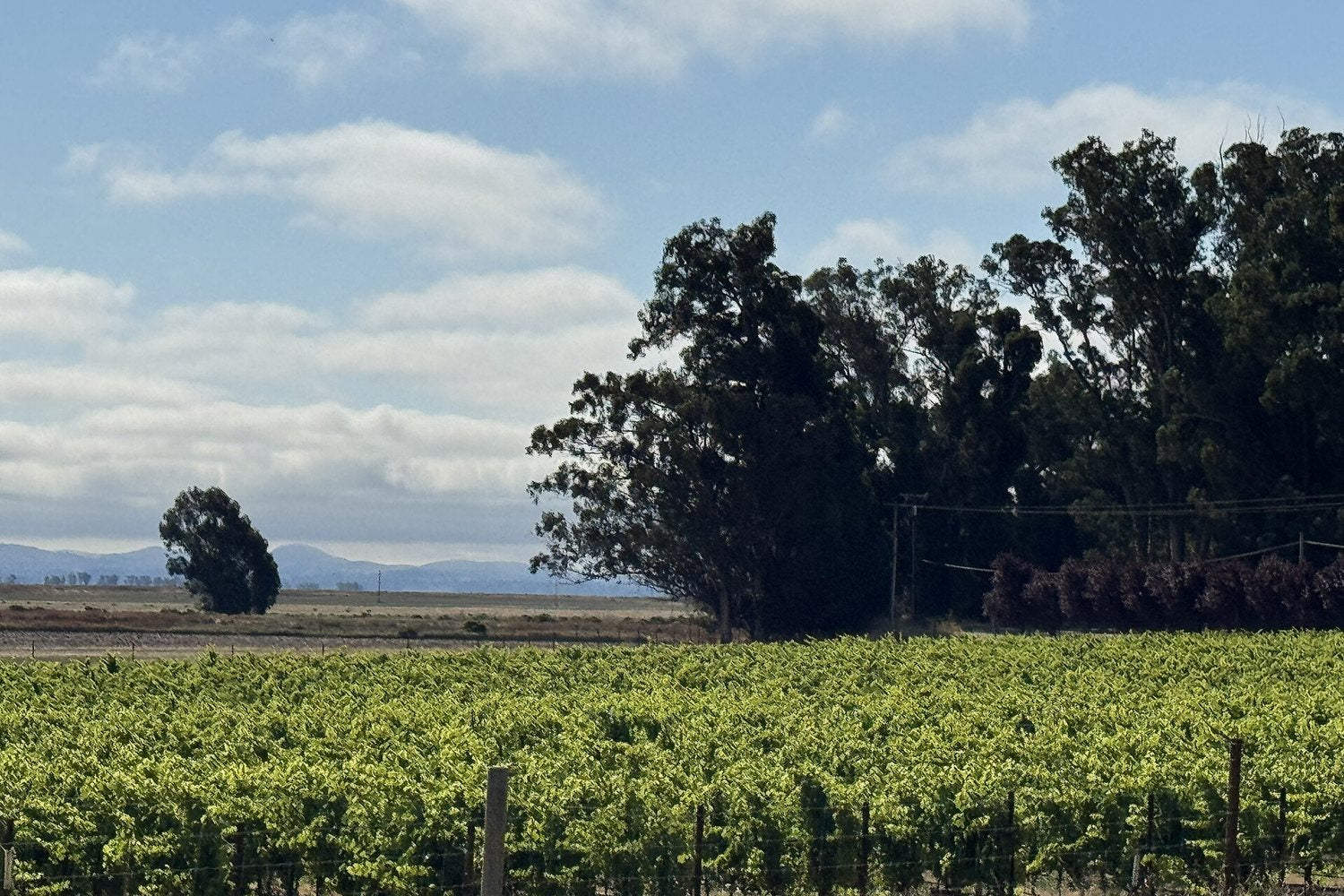 Sonoma wine region landscape. Photo: Missvain (CC0), via Wikimedia Commons