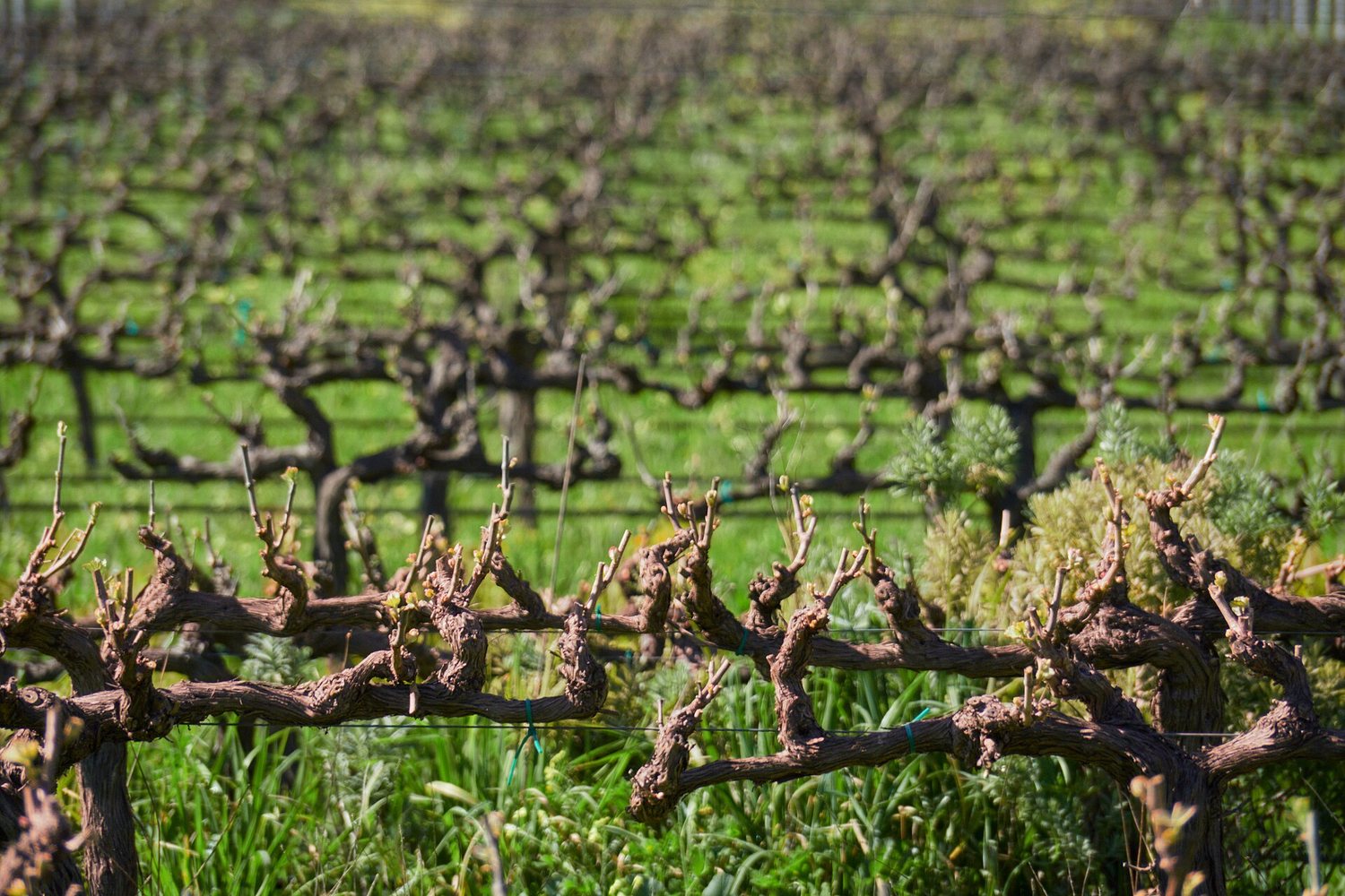 South Africa wine region landscape. Photo: lumoplank (CC0), via Wikimedia Commons (cropped)