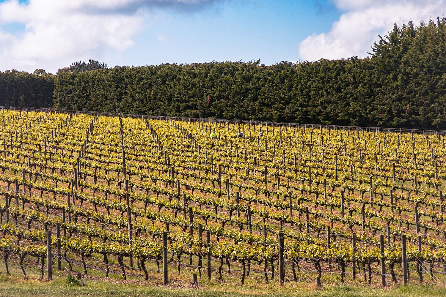 South Eastern Australia wine region landscape. Photo: BrooksieG (CC BY 4.0), via Wikimedia Commons (cropped)