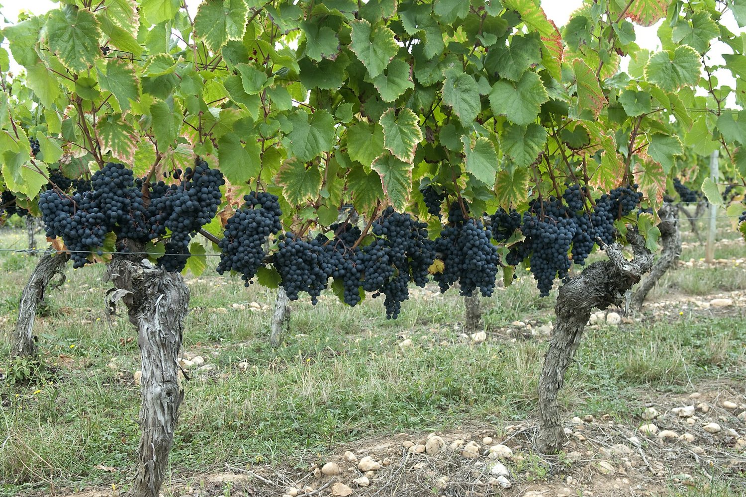 South West France wine region landscape. Photo: Peter Hastings (CC BY-SA 2.0), via Wikimedia Commons