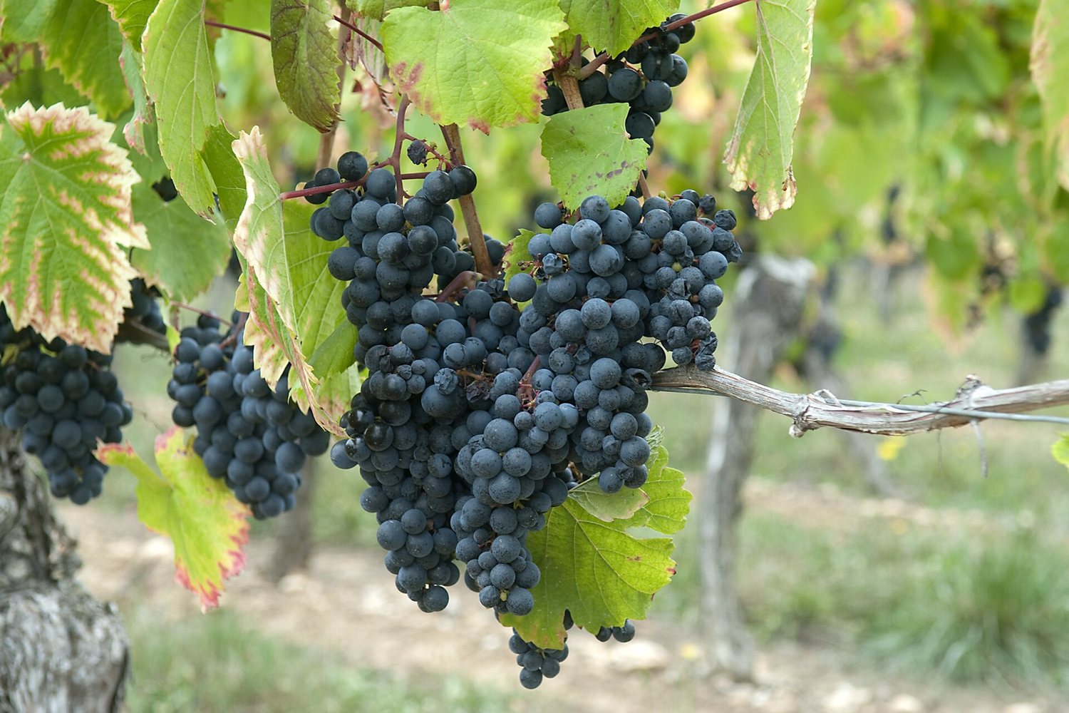 South West wine region landscape. Photo: Peter Hastings (CC BY-SA 2.0), via Wikimedia Commons