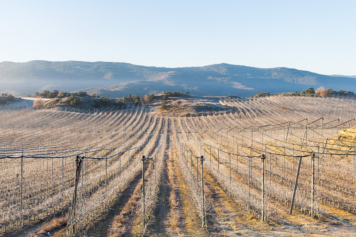 Spain wine region landscape. Photo: Diego Delso (CC BY-SA 4.0), via Wikimedia Commons (cropped)