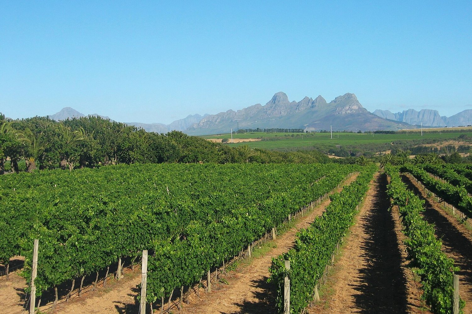 Stellenbosch wine region landscape. Photo: Dfmalan (Public domain), via Wikimedia Commons (cropped)