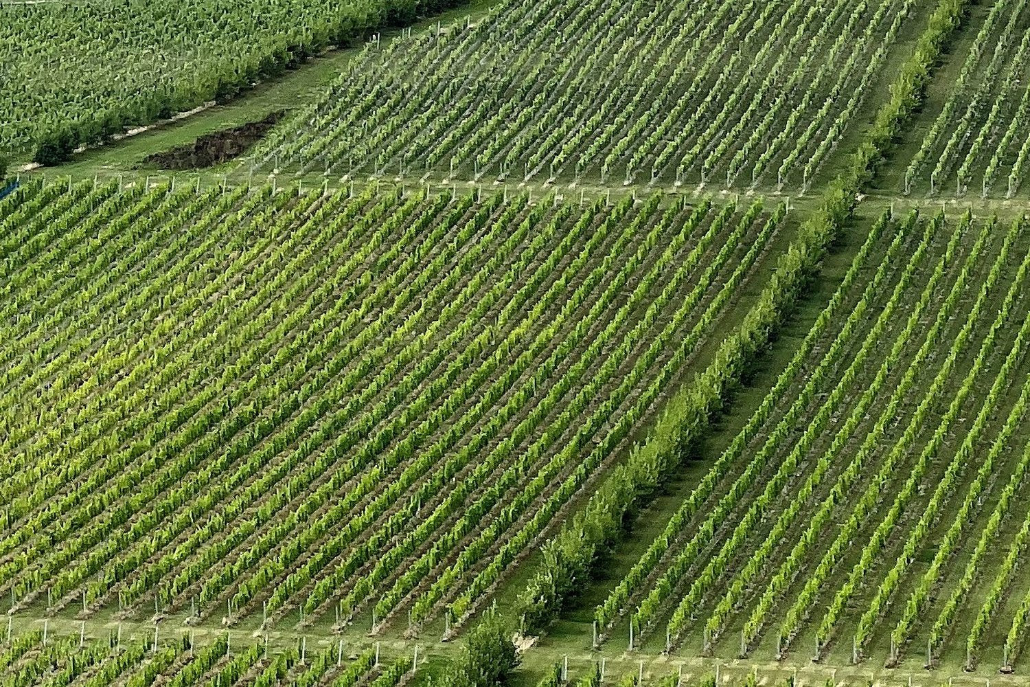 Sussex wine region landscape. Photo: Ian Hawfinch (CC BY-SA 2.0), via Wikimedia Commons (cropped)