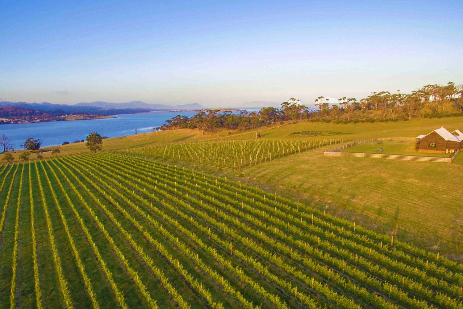 Tasmania wine region landscape. Photo: Bangor Vineyard Shed (CC BY 2.0), via Wikimedia Commons