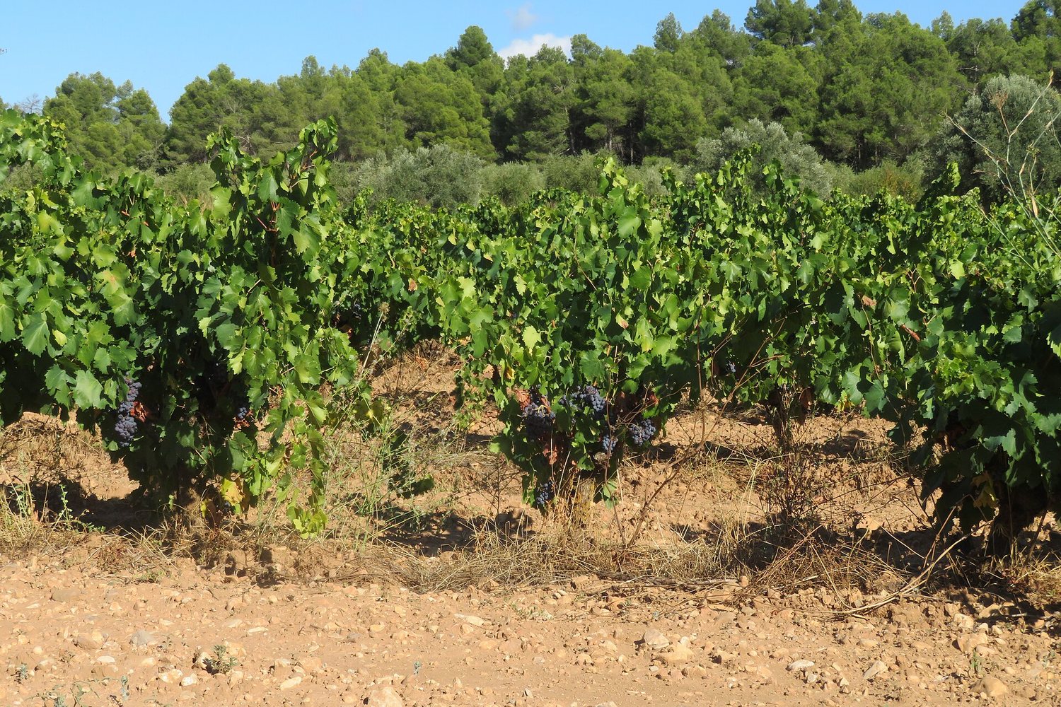 Terra Alta wine region landscape. Photo: Juan Emilio Prades Bel (CC BY 4.0), via Wikimedia Commons