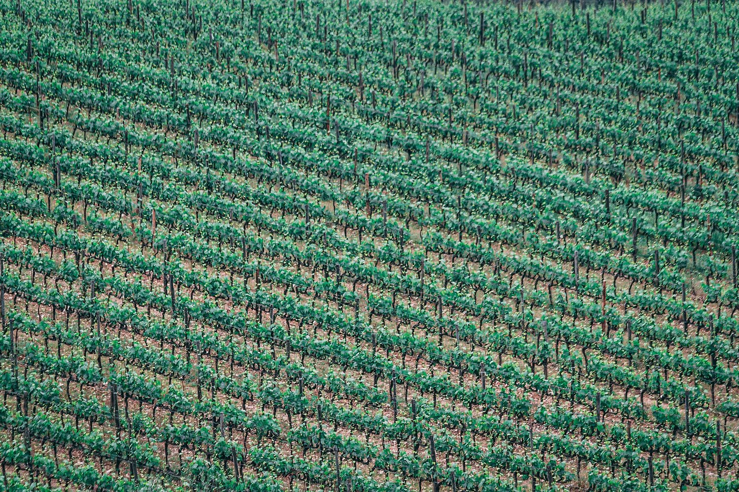 Tuscany wine region landscape. Photo: Der Robert (CC0), via Wikimedia Commons