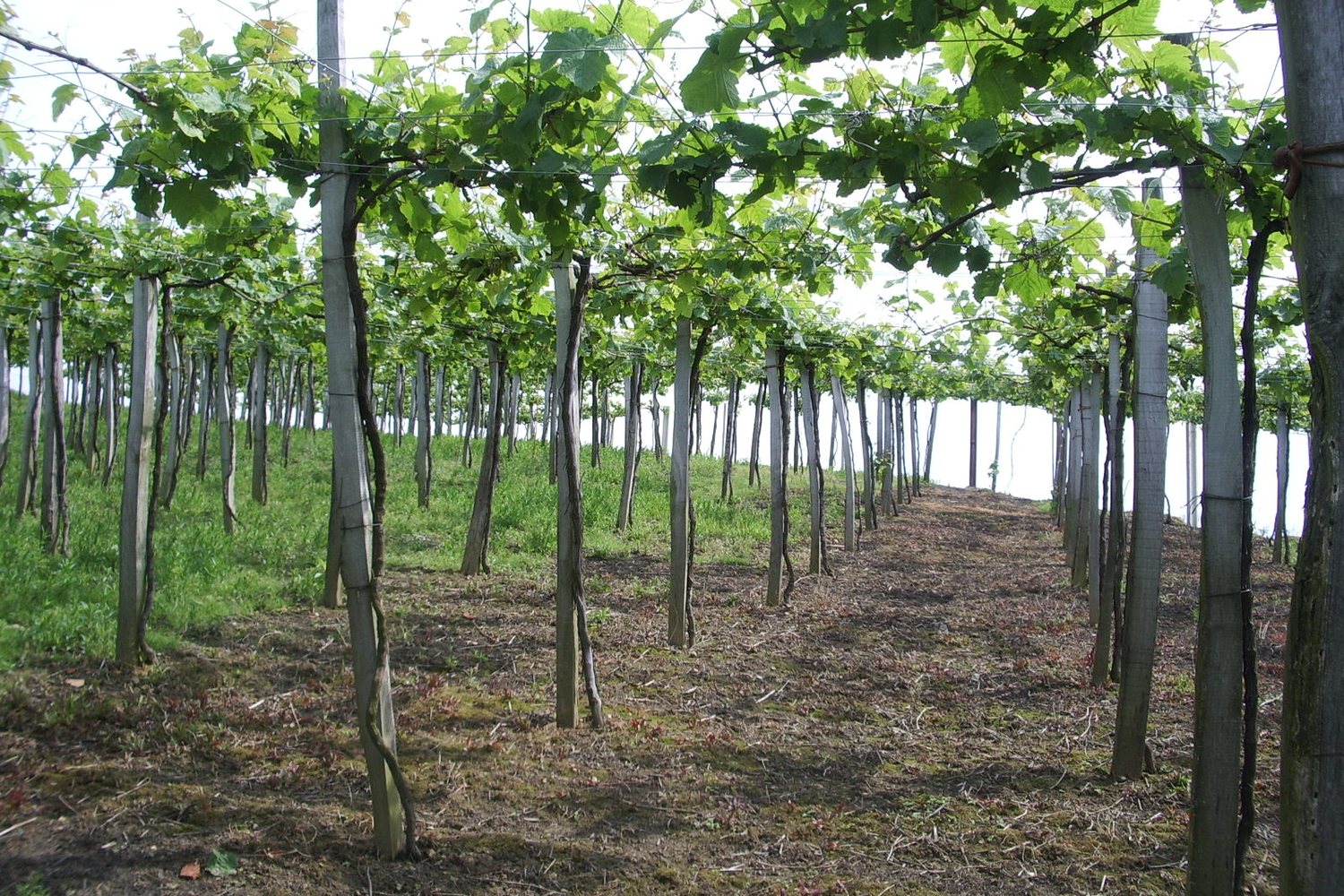 Txakoli wine region landscape. Photo: Josu Goñi Etxabe (Public domain), via Wikimedia Commons
