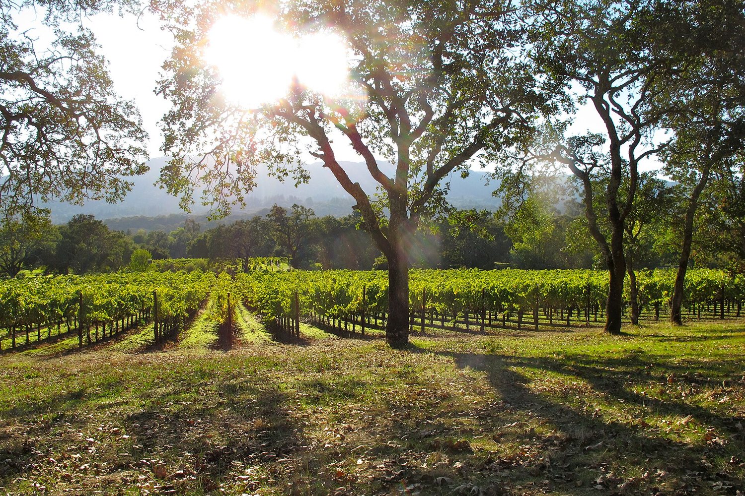 United States wine region landscape. Photo: torbakhopper (CC BY 2.0), via Wikimedia Commons (cropped)
