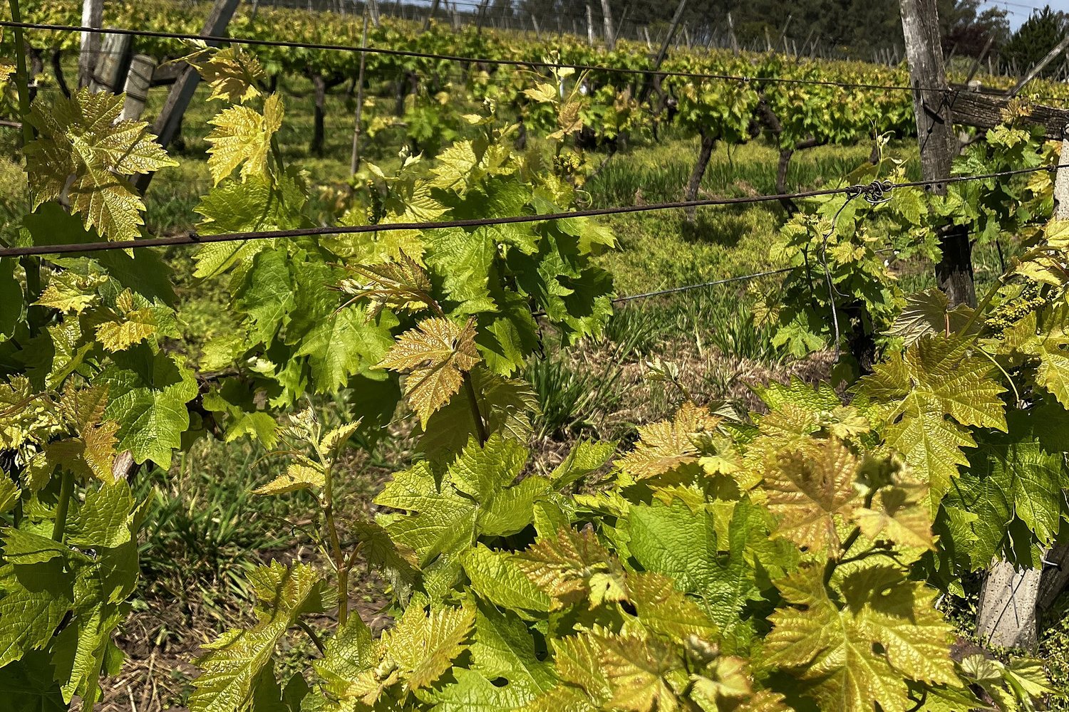 Uruguay wine region landscape. Photo: Efeland (CC BY-SA 4.0), via Wikimedia Commons (cropped)