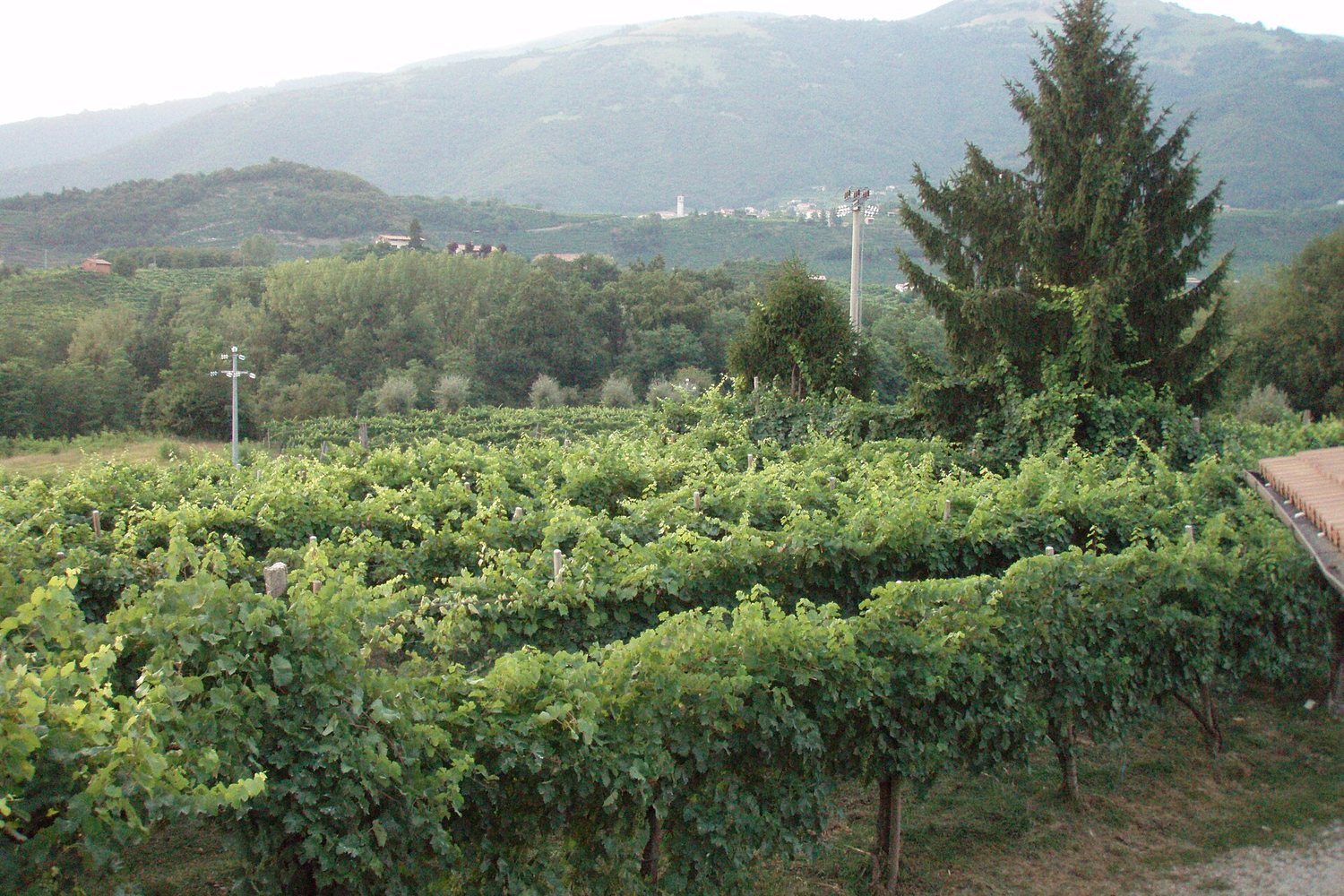 Veneto wine region landscape. Photo: User:Oursana (Public domain), via Wikimedia Commons (cropped)