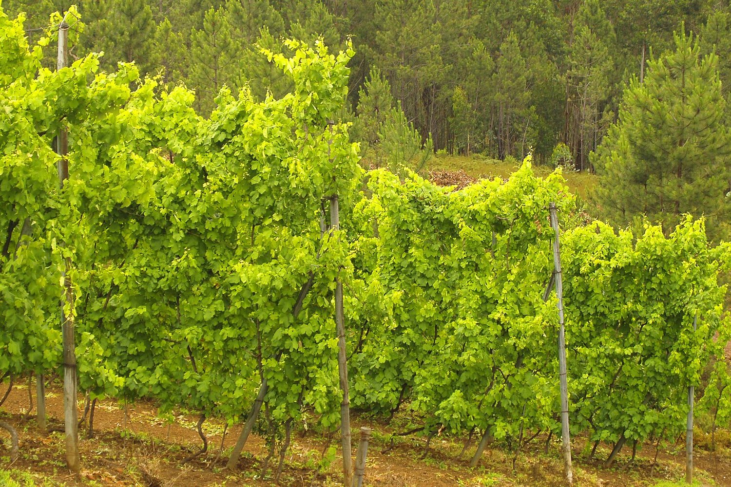 Vinho Verde wine region landscape. Photo: https://www.flickr.com/photos/fotos_dos_ornelas/582218357/ (CC BY 2.0), via Wikimedia Commons