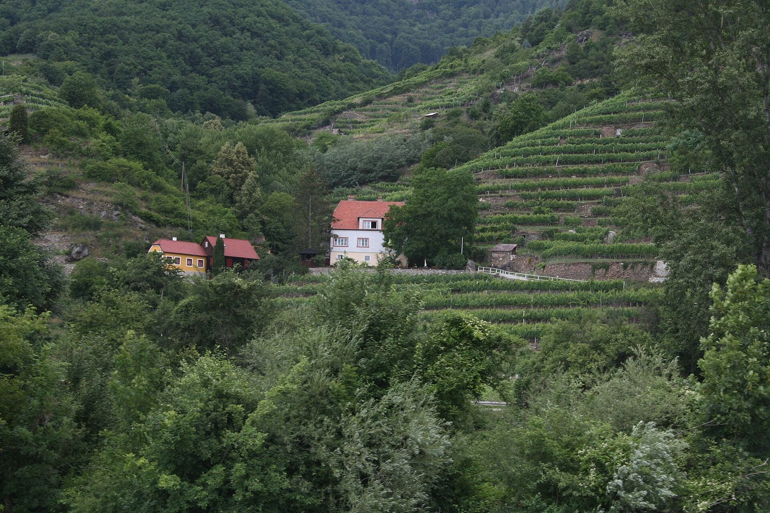 Wachau & Lower Austria wine region landscape. Photo: jay8085 (CC BY 2.0), via Wikimedia Commons