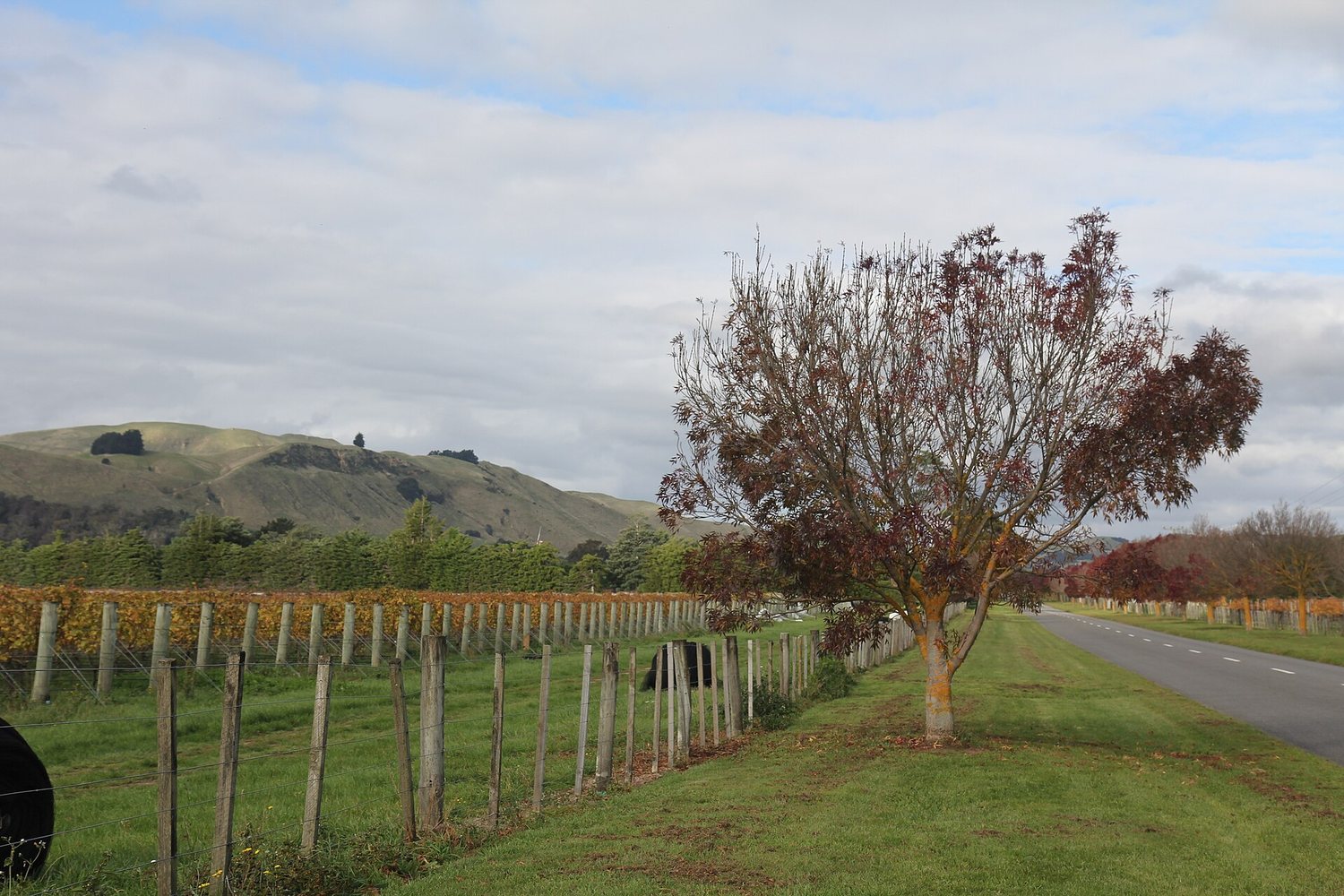 Wairarapa wine region landscape. Photo: jonathanischoice (CC BY 2.0), via Wikimedia Commons