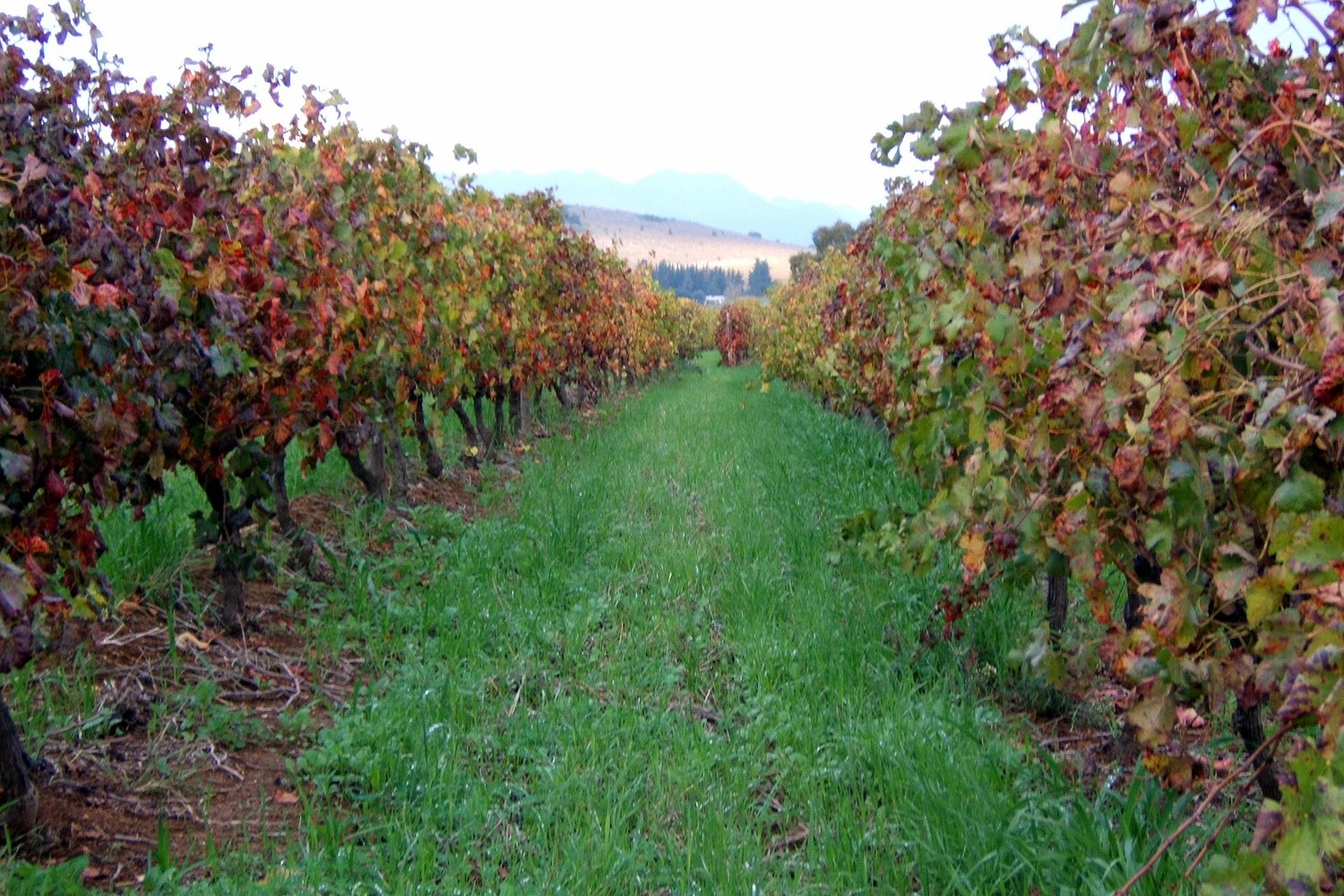 Western Cape wine region landscape. Photo: Tim Parkinson (CC BY 2.0), via Wikimedia Commons (cropped)
