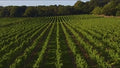 Aldwick Estate Mary's Rose Rosé