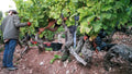Workers harvesting grapes at Château d’Esclans vineyard, with sunlit vines and scenic Provençal countryside.