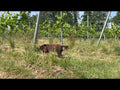 Oatley Brut Nature Sparkling